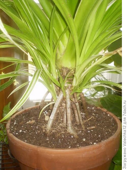 Ствол и корни пандануса