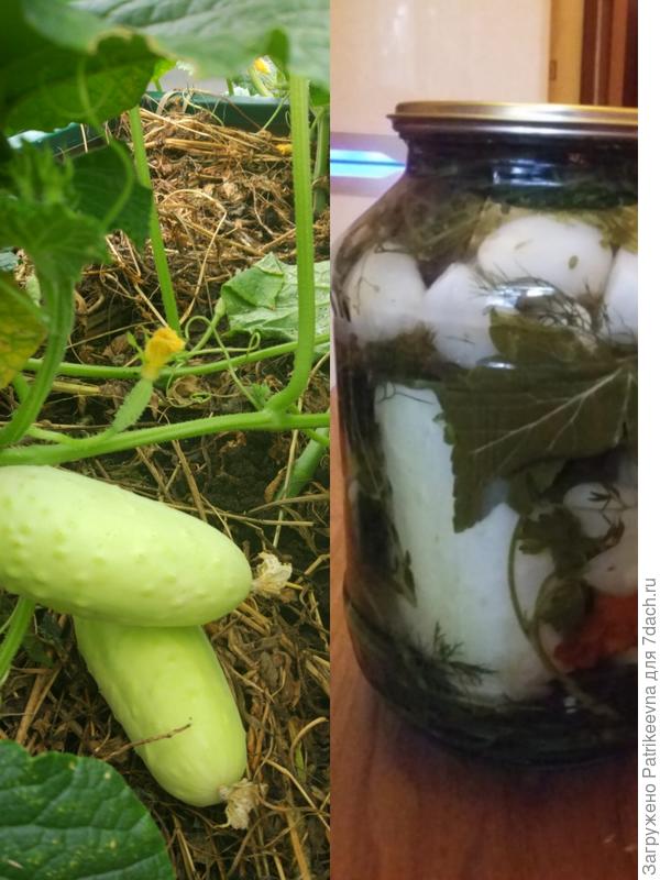 Белый Ангел