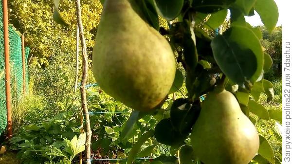 Конференция ??? или пересорт ?