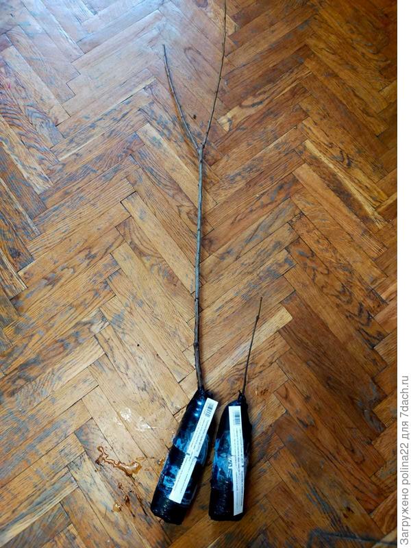 с лева саженец, а с права ??? )