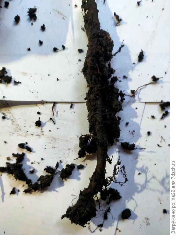 Это хорошая корневая система !!! )))