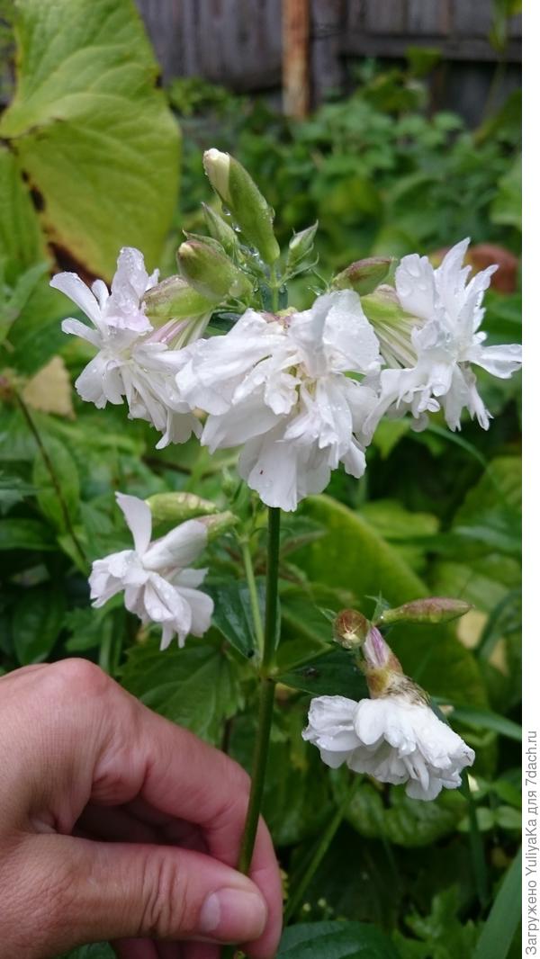 неизвестный цветок