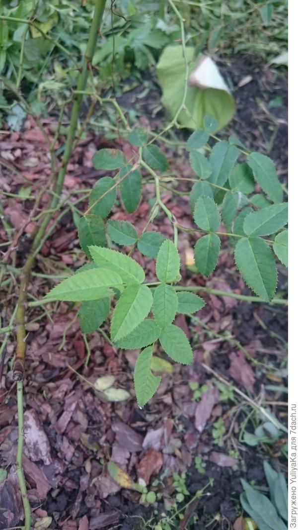 а это листики на другом побеге