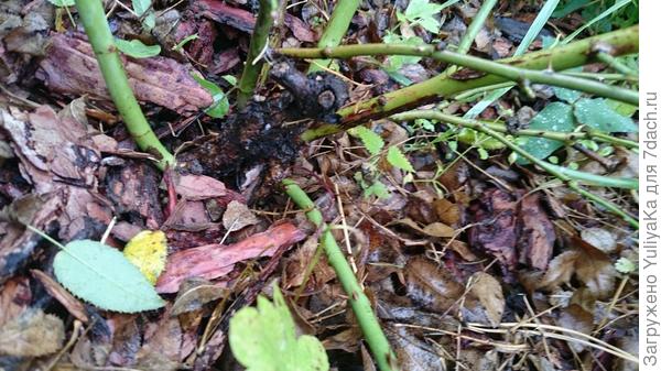 нижний (слева) побег самый мощный, с листьями и семью листочками