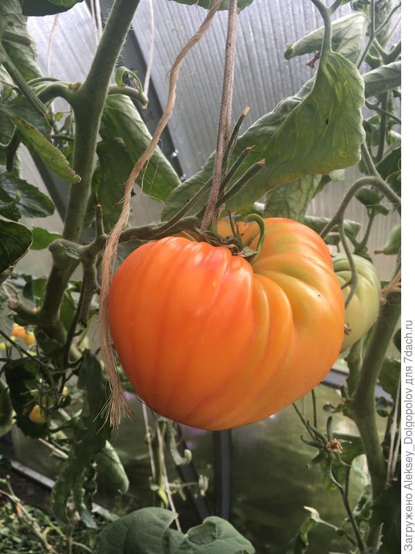 Томат на кусте