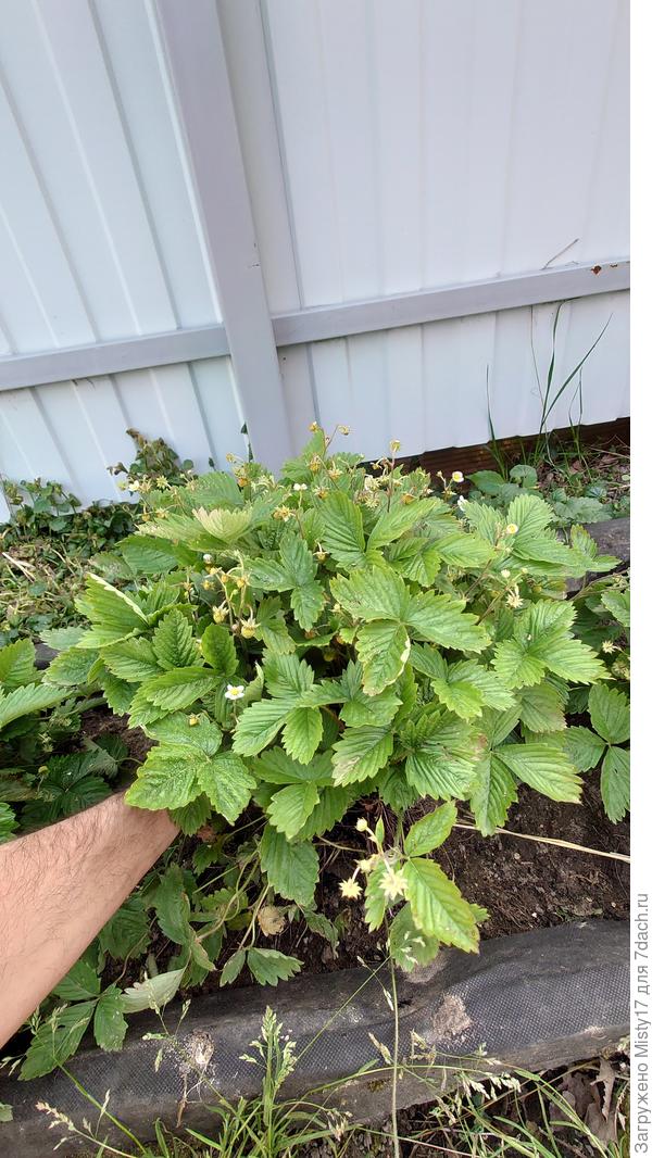 Рем.земляника2