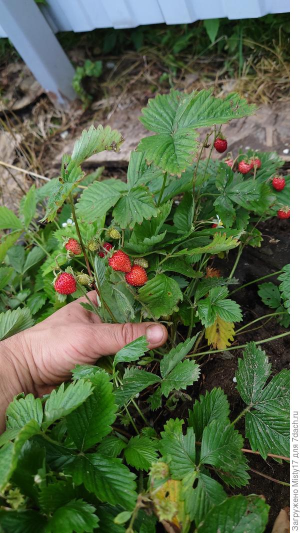 Рем.земляника3