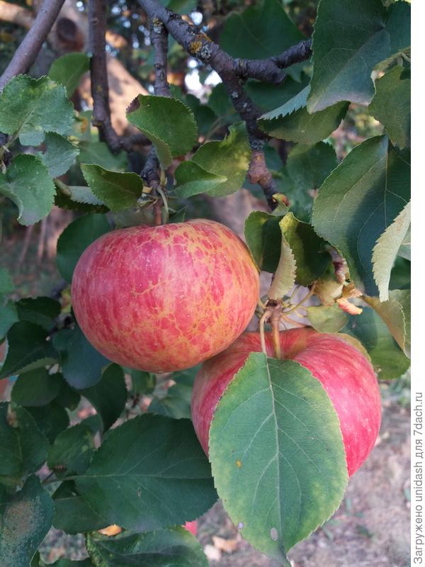 яблоки очень сладкие, не жесткие. мякоть плотная. крона дерева раскидистая.полная зрелость в конце августа.