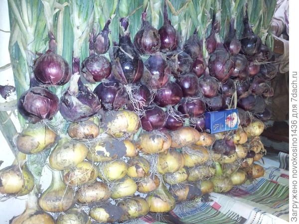 А это лук с той-же грядки...