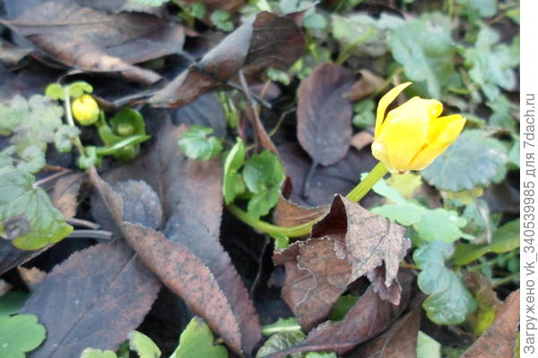 А у нас, как в сказке "12 месяцев".