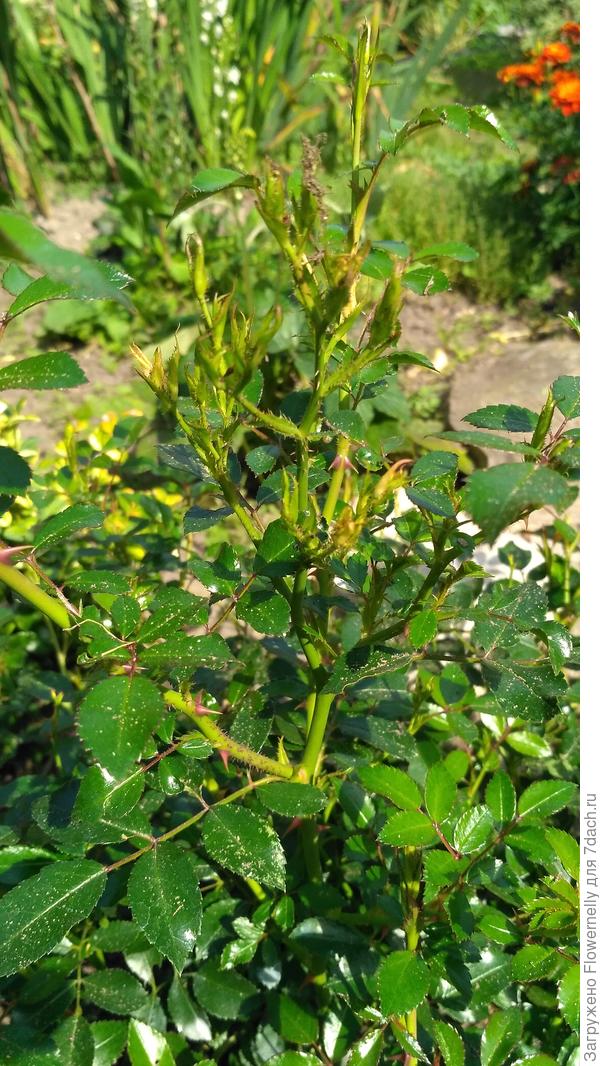 Почки или бутоны, не цветет