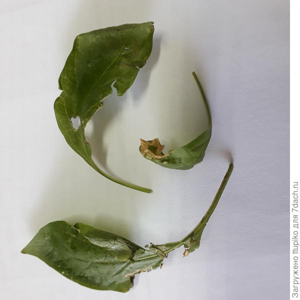 вот такие становятся. А на просвет в горошек