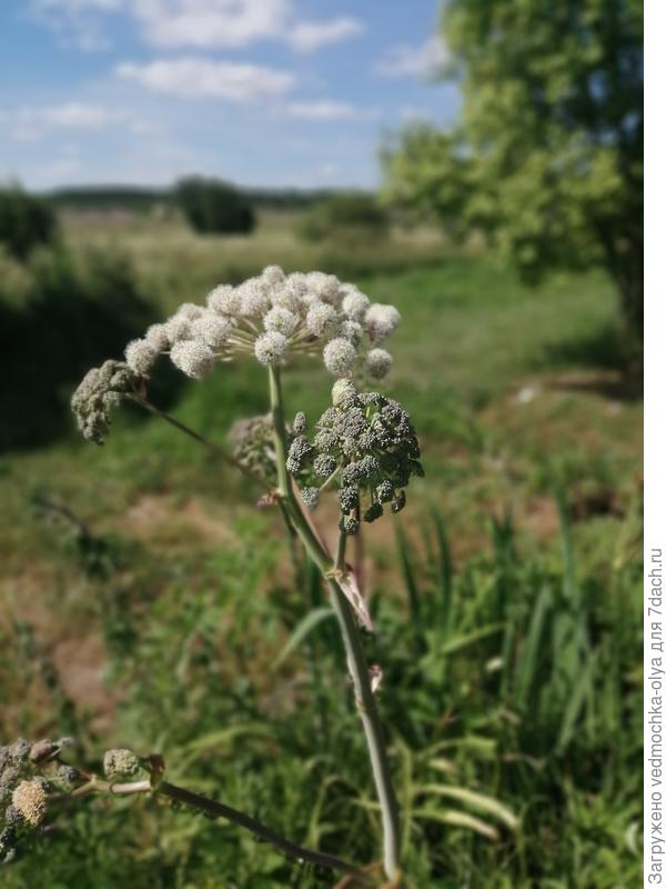 Цветок растения