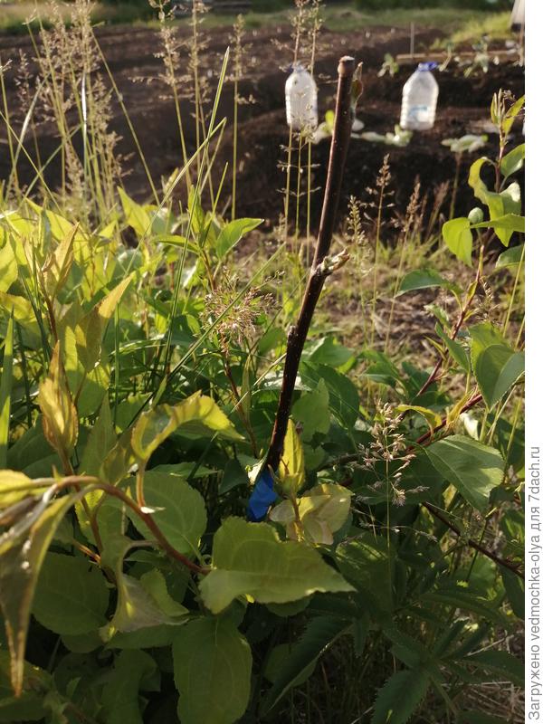 Можно ли будет эту ветку потом отсадить как самостоятельное дерево?