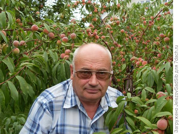 Персик Хасанский