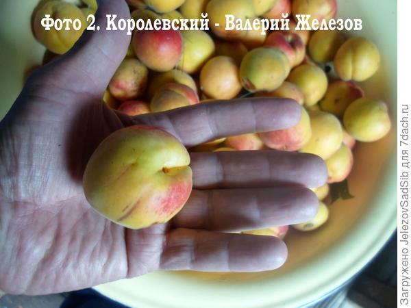 Абрикос Королевский Источник