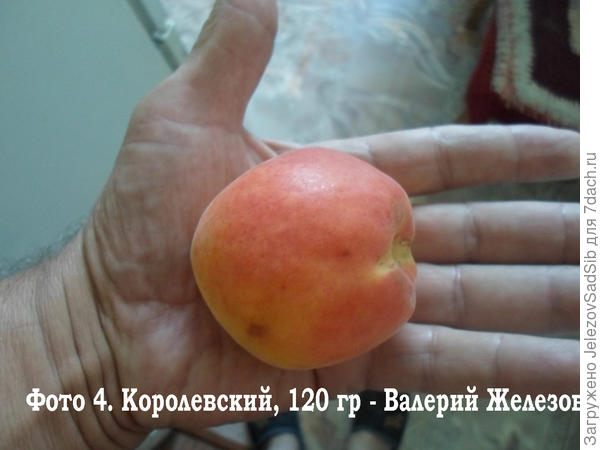 Абрикос Королевский