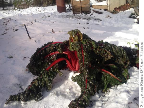 Мангольд крупночерешковый поздней осенью