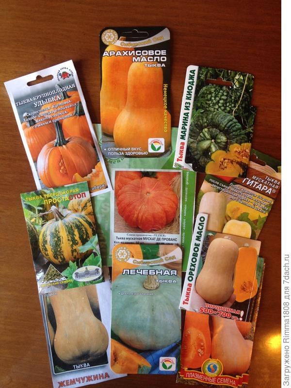 А &amp;quot;Мускатных&amp;quot; выращиваю много