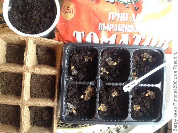 Предварительно, пророщенные в гидрогеле