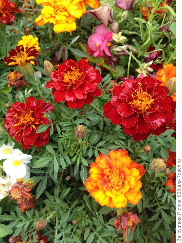 Счастья, Любви, Здоровья, Радости !!!