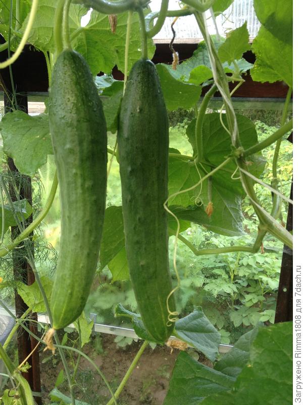 &quot;Зозуленок&quot;