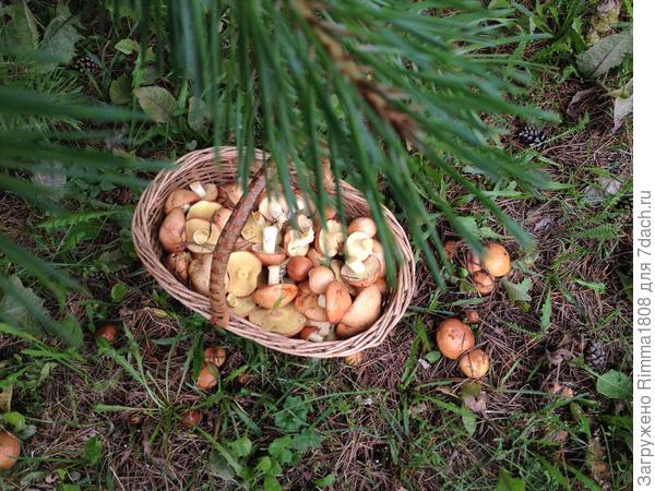 Под хвойными, посаженными 20 лет назад,   россыпи маслят !