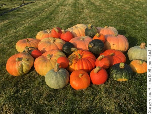 Тыквы - красотки !