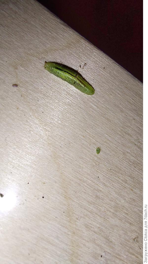 Со вспышкой