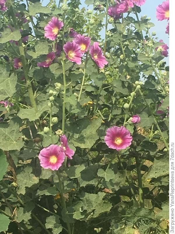 Куст огромный и очень обильно цветущий.