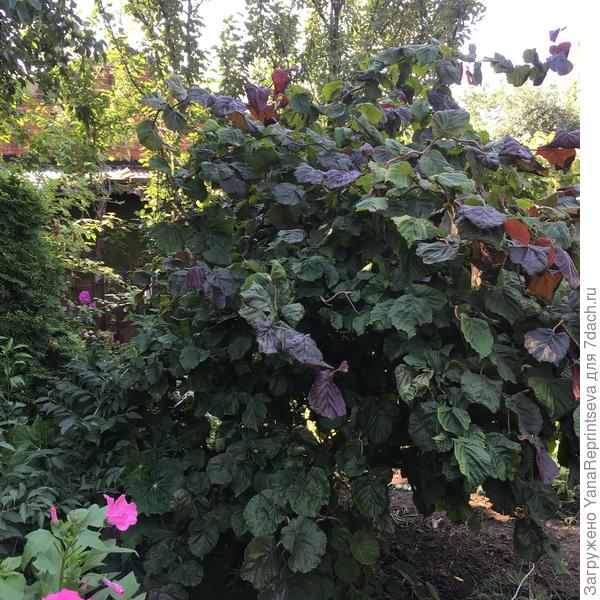 Мой любимчик Corylus Majestic Red. Ему уже лет 8. Супер декоративное деревце! Я так думала до этого года....