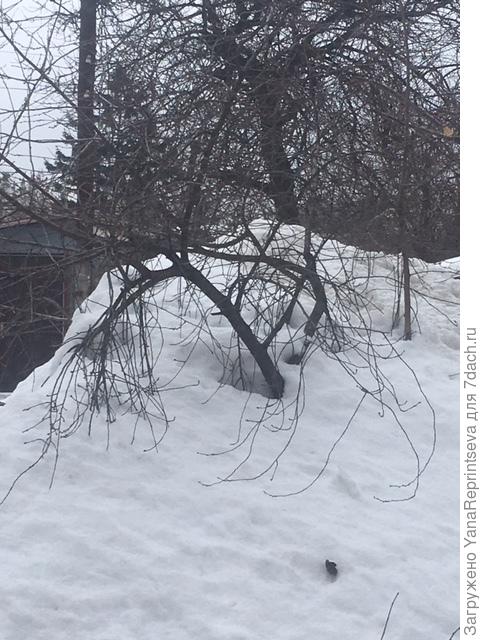 Вишня под шубой)))