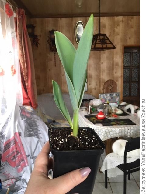 Думала к 8 марта будет мне подарочек))) Но он торопится)))