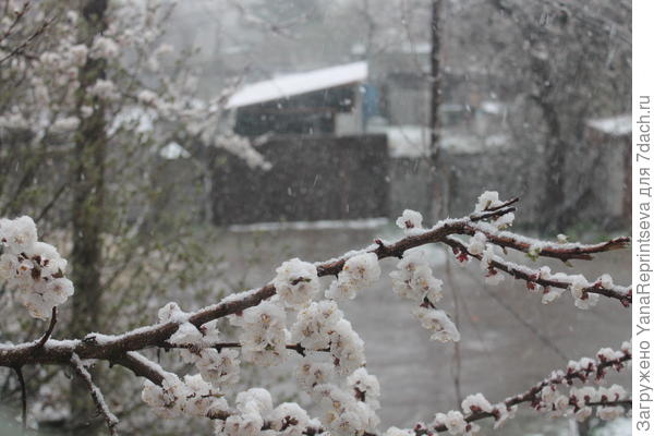 14 апреля 2017! Вот так снежок лег на цветущие абрикосы...