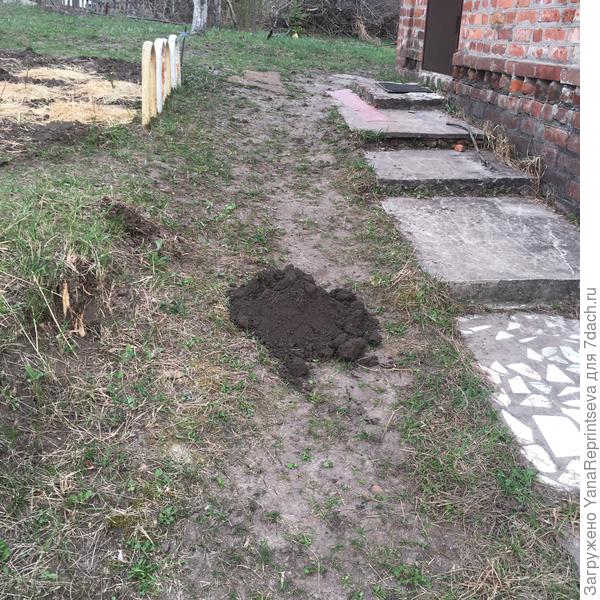 Вот такой "сюрприз" прямо посреди главной дорожки возле самого порога я обнаружила(((