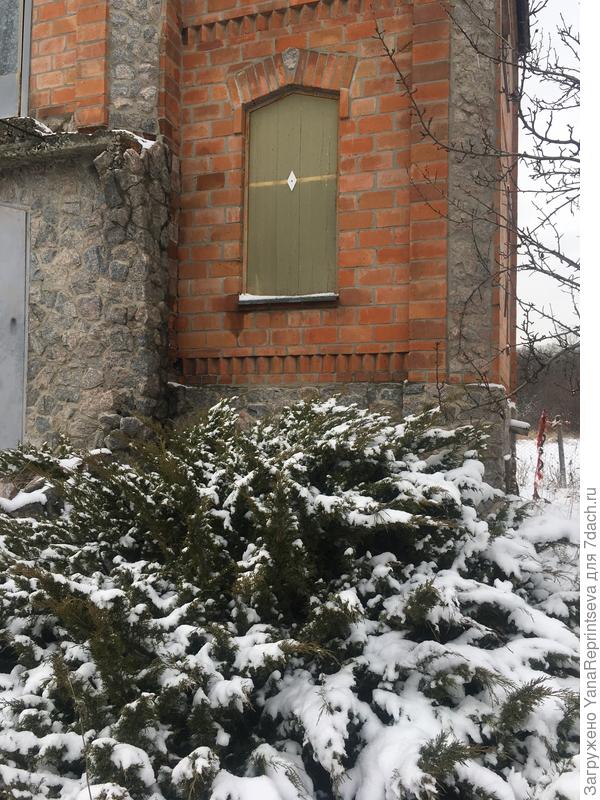 Этот можжевельник весной подстригу