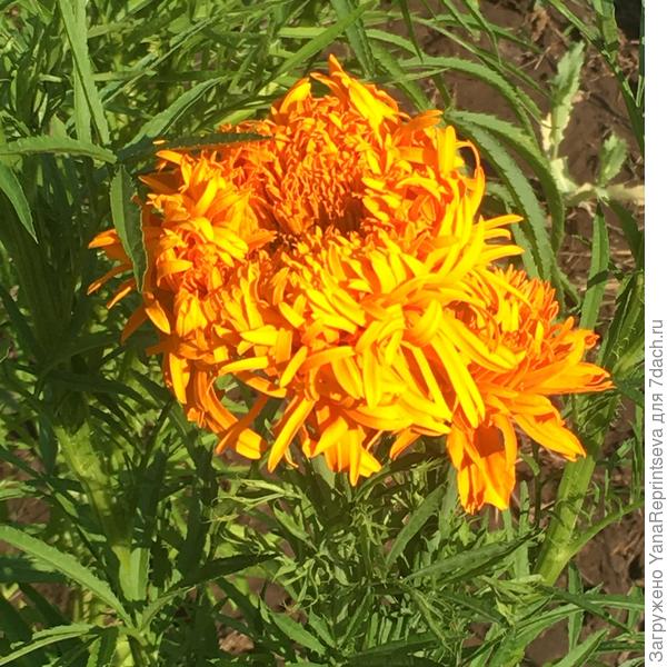 просто чудо!