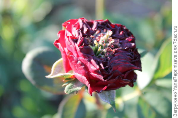 Роза Red Eye