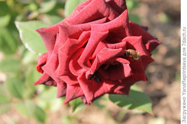 Black Backara