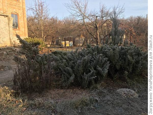 Можжевельник