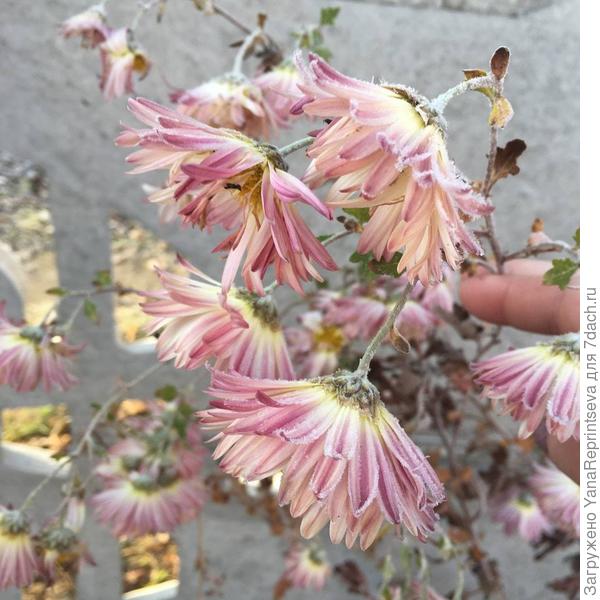 Осенний привет