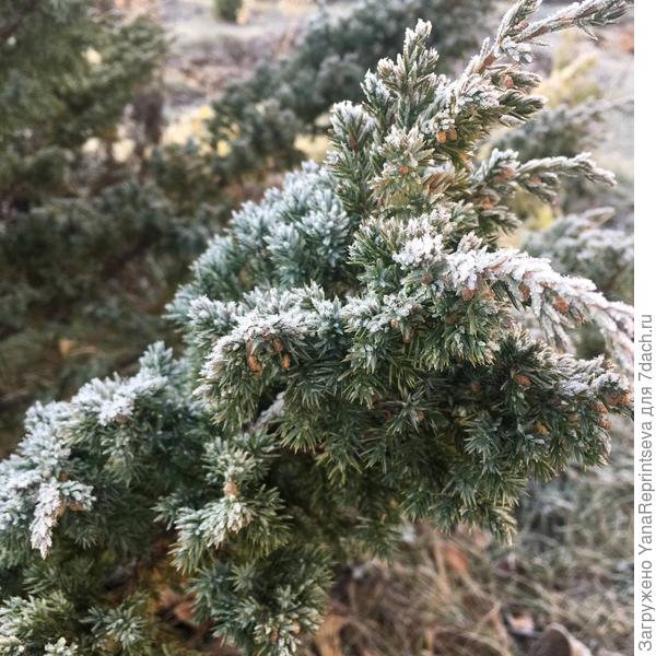 Первые слёзы зимы