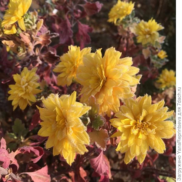 Куда ж без хризантем