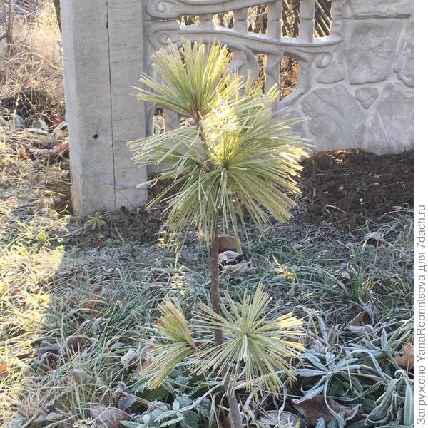 Моя малышка, сосна Шверина