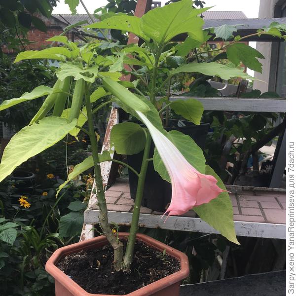 Еще один экзот - бругмансия. Невероятный аромат!