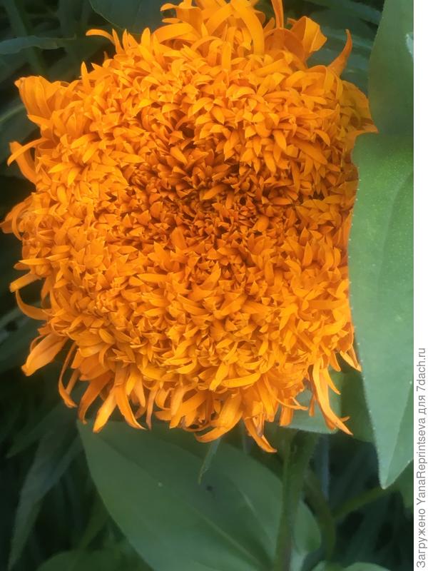 Бархатцы "Шейх" от Рушаны - моя особая любовь!