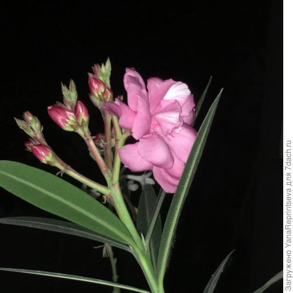 Цвёл и олеандр.