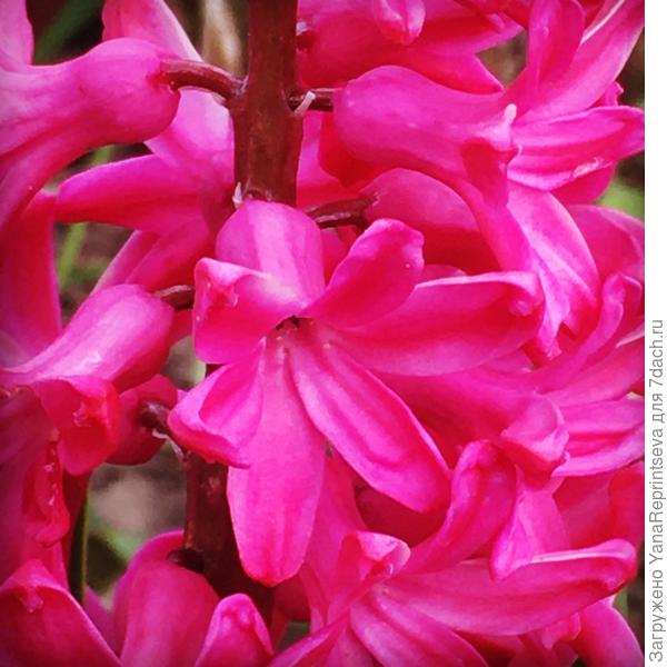 Гиацинт Жан Бос