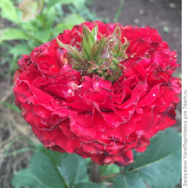 Рэд Ай. Цветок держится целый месяц!