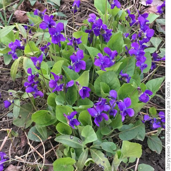 фиалки дикие